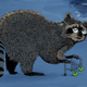 Illustration for article titled How Many Wild Animals Die Of Old Age?